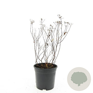 Spiraea jap. 'Anthony Waterer' GM C1.3