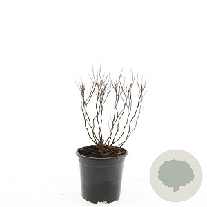 Spiraea jap. 'Anthony Waterer' GM C1.3