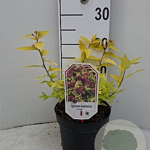 Spiraea jap. 'Firelight' 25-30 cm 3,5L