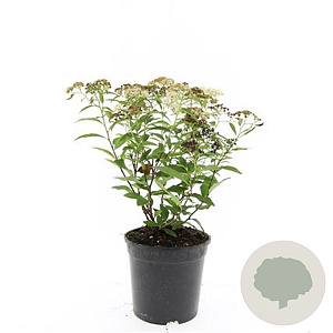 Spiraea jap. 'Genpei' GM C1.3
