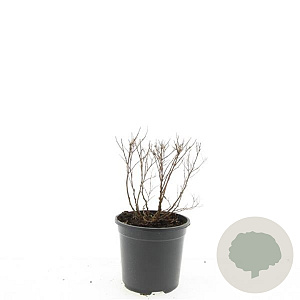 Spiraea jap. 'Genpei' GM C1.3