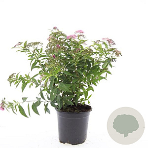 Spiraea jap. 'Genpei' GM C1.3