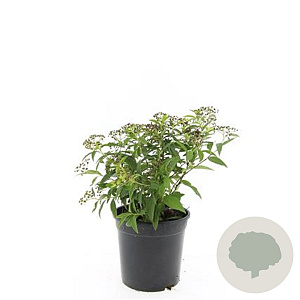 Spiraea jap. 'Genpei' GM C1.3