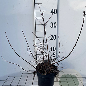 Spiraea nipp. 'Snowmound' GM C1.3