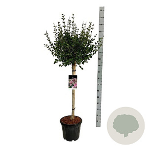 Syringa meyeri 'Palibin' 80-100 cm draadkluit platte bol