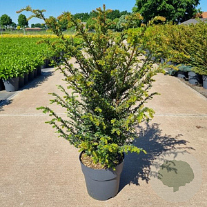 Taxus baccata 60-80 cm 10L
