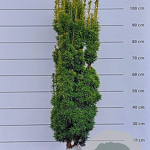 Taxus b. 'David' 90-100 cm met kluit