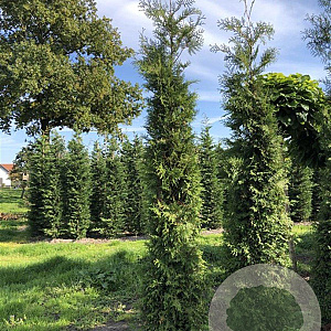 Thuja occ. 'Brabant' 250-300 cm met kluit