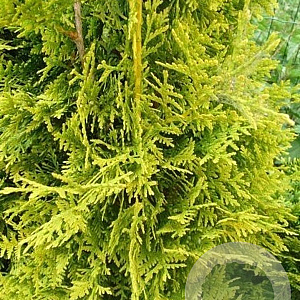 Thuja occ. 'Golden Brabant' 225-250 cm met kluit