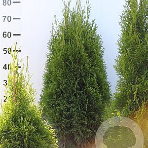 Thuja occ. 'Smaragd' 60-80 cm met kluit