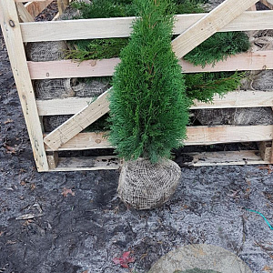 Thuja occ. 'Smaragd' 60-80 cm met kluit