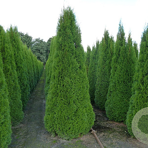 Thuja occ. 'Smaragd' 250-275 cm draadkluit