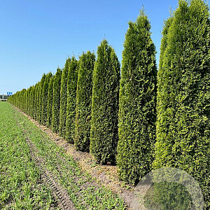 Thuja occ. 'Smaragd' 250-275 cm draadkluit