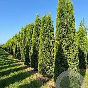 Thuja occ. 'Smaragd' 275-300 cm draadkluit