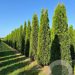 Thuja occ. 'Smaragd' 300-350 cm draadkluit