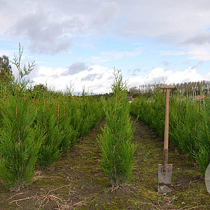 Thuja pl. 'Atrovirens' 100-125 cm met kluit