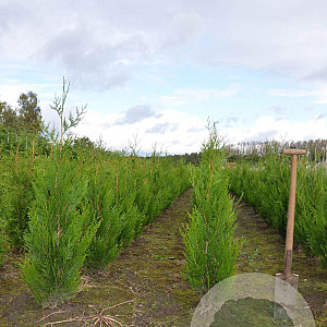 Thuja pl. 'Atrovirens' 100-125 cm met kluit