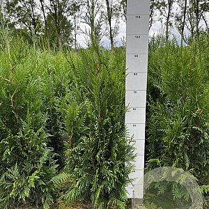 Thuja pl. 'Martin' 80-100 cm met kluit