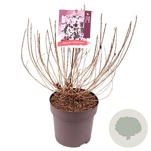 Weigela florida Pink Poppet 50-60 cm 10L