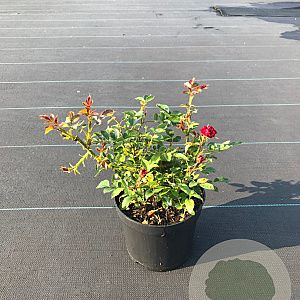 Rosa (P) 'Rote The Fairy' 20-25 cm P13