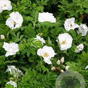 Rosa (R) White Pavement GM C1.3