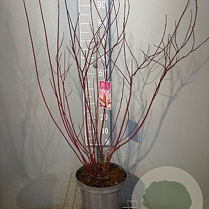Cornus alba Miracle 80-100 cm 7,5L
