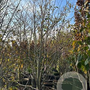 Cornus controversa 350-400 cm container solitair