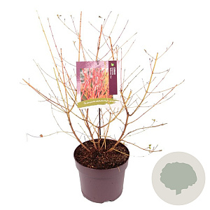 Cornus sang. 'Midwinter Fire' 35-40 cm 7,5L