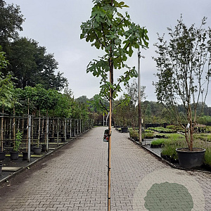 Ficus car. 'Brown Turkey' 8-10 cm 35L