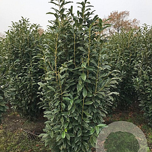 Prunus laurocerasus 'Genolia' 200-225 cm met kluit