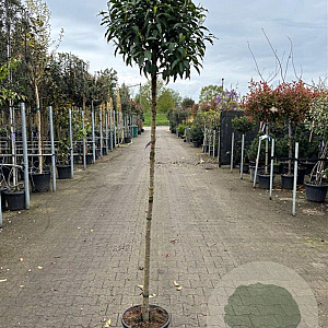 Prunus l. 'Angustifolia' 150 cm stam 12L
