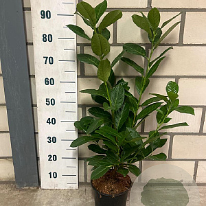 Prunus I. 'Rotundifolia' 40-60 cm 3,0L