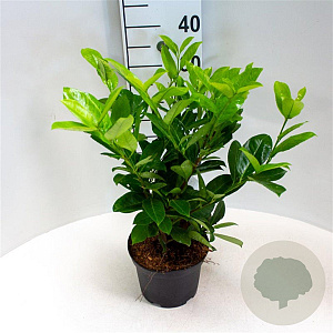 Prunus I. 'Rotundifolia' 40-60 cm 3,0L