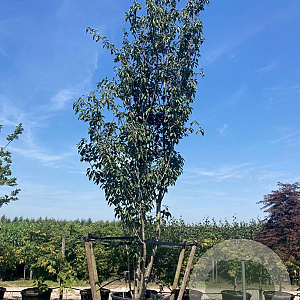 Prunus ser. 'Kanzan' 200-250 cm cont. 450L solitair