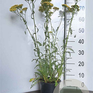 Achillea millefolium 'Terracotta' GM 2,0L