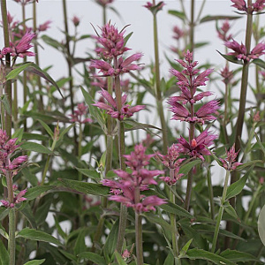 Agastache 'Rosie Posie' GM P9