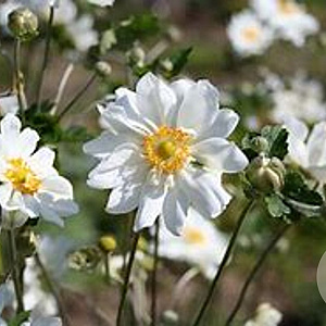 Anemone hybrida 'Whirlwind' GM 2,0L