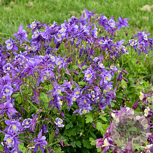 Aquilegia Earlybird Purple Blue GM P9
