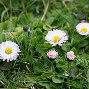 Bellis perennis GM P9