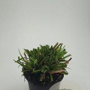 Carex morrowii 'Ice Dance' GM C1.3