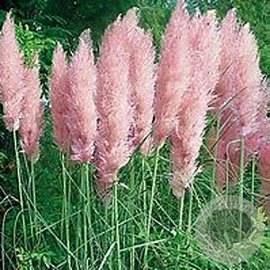 Cortaderia selloana 'Rose Plume' GM C5