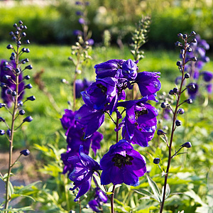 Delphinium cultorum 'Pacific Giants Black Knight' GM P9