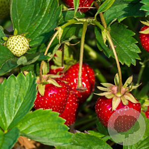 Fragaria 'Delirose' C1.5 wortelecht