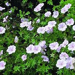 Geranium sanguineum striatum C1.5 wortelecht