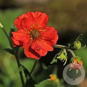 Geum 'Tempest Scarlet' GM 2,0L