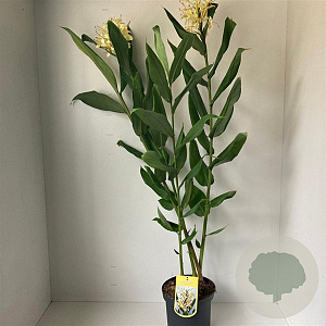 Hedychium densiflorum 80-100 cm 7,5L