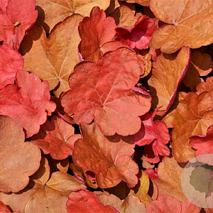 Heuchera Carnival Cinnamon Stick C1.5 wortelecht