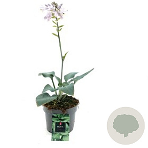 Hosta 'Halcyon' C1.5 wortelecht