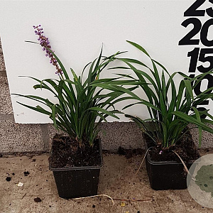 Liriope muscari 'Ingwersen' plantgoed P9