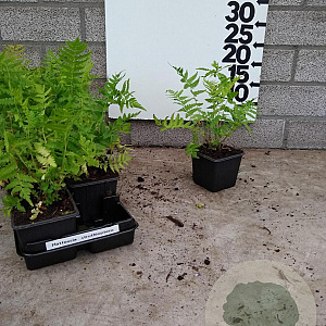 Matteuccia struthiopteris plantgoed P9